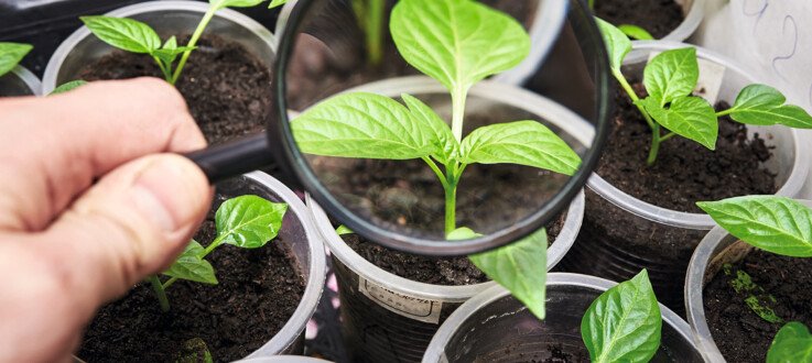 Activité de printemps : De la graine à la récolte